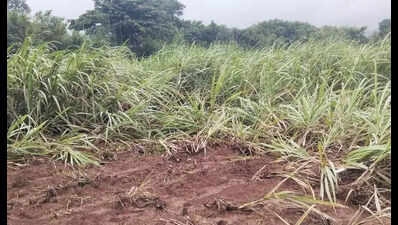 Over Rs 11 crore paid as compensation for losses caused by wildlife in Kolhapur district
