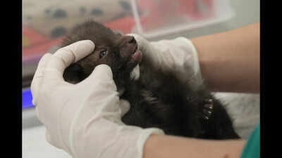 Goa vet college gets central nod, to begin classes from Sep