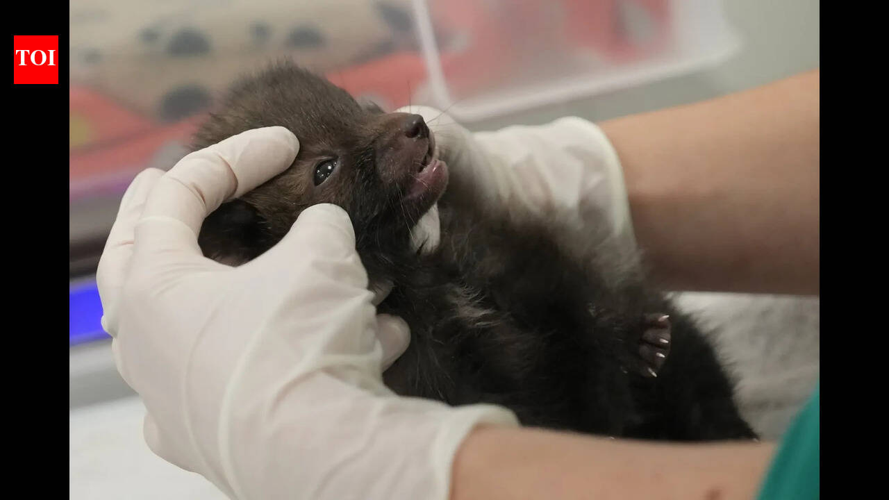 Goa vet college gets central nod, to begin classes from Sep