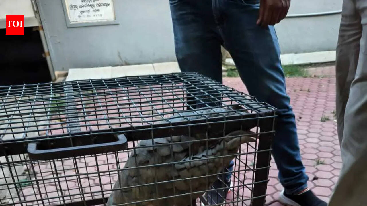 Pangolin rescued in Cuttack district