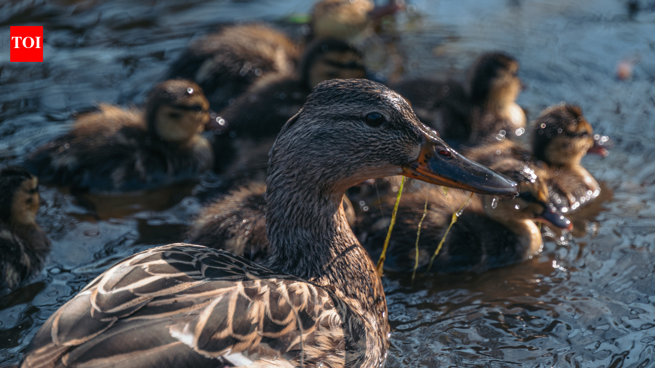 Giant duckling parades are not one family but a survival strategy in the wild