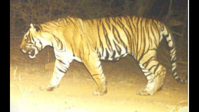 Tiger missing for weeks found dead in R’bore