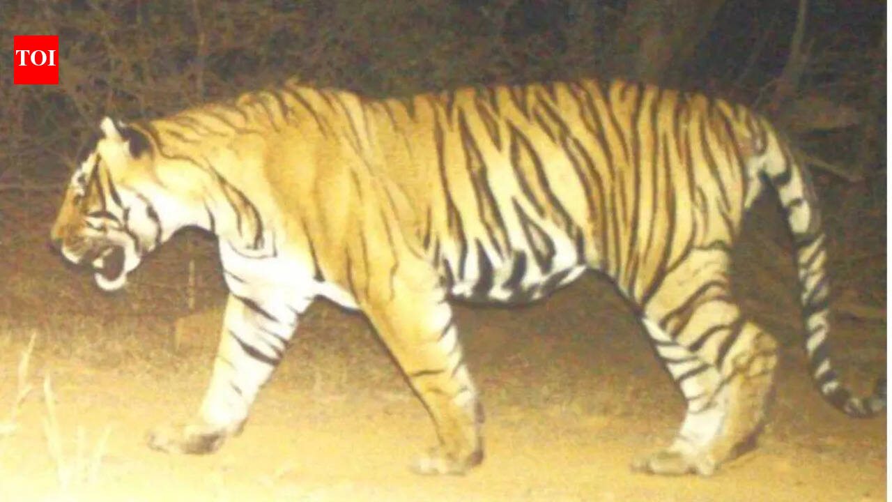 Tiger missing for weeks found dead in R’bore