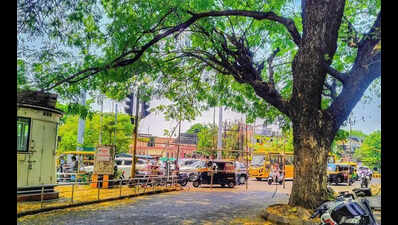 Poorly planned shade nets worsen traffic and miss purpose across nagpur junctions