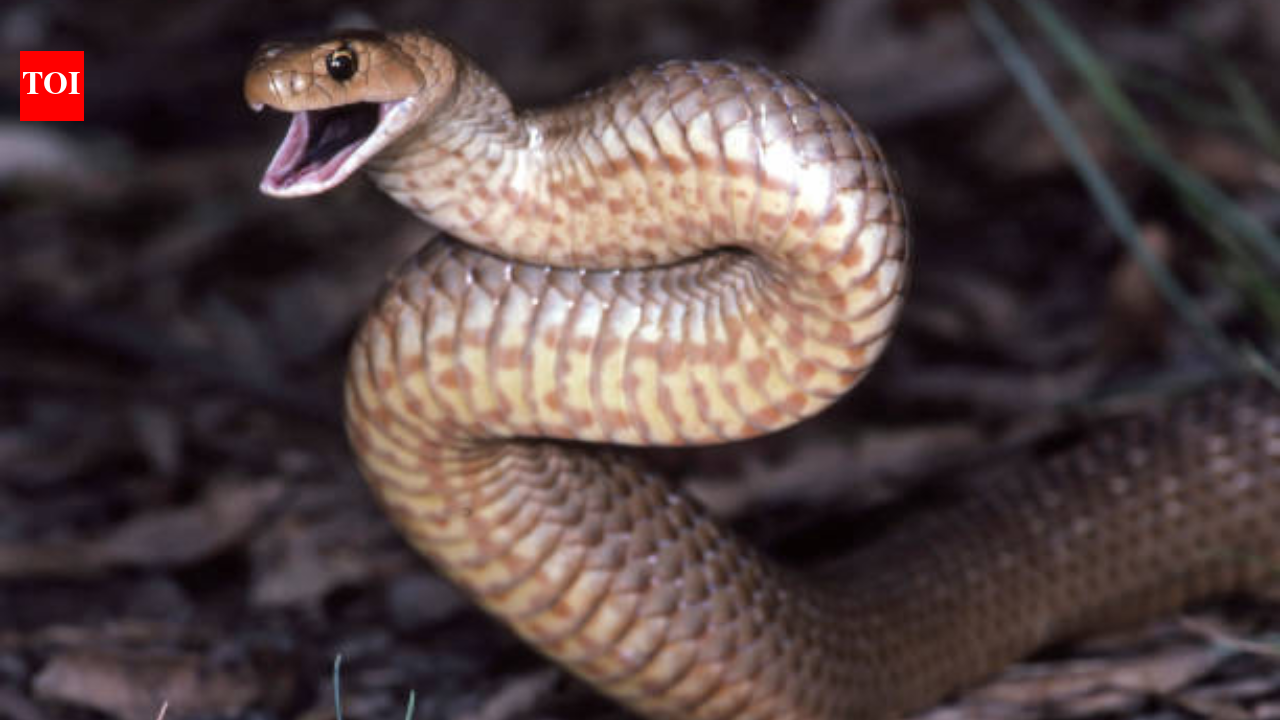 Eastern Brown snake spotted near your home? What you should (and shouldn’t) do