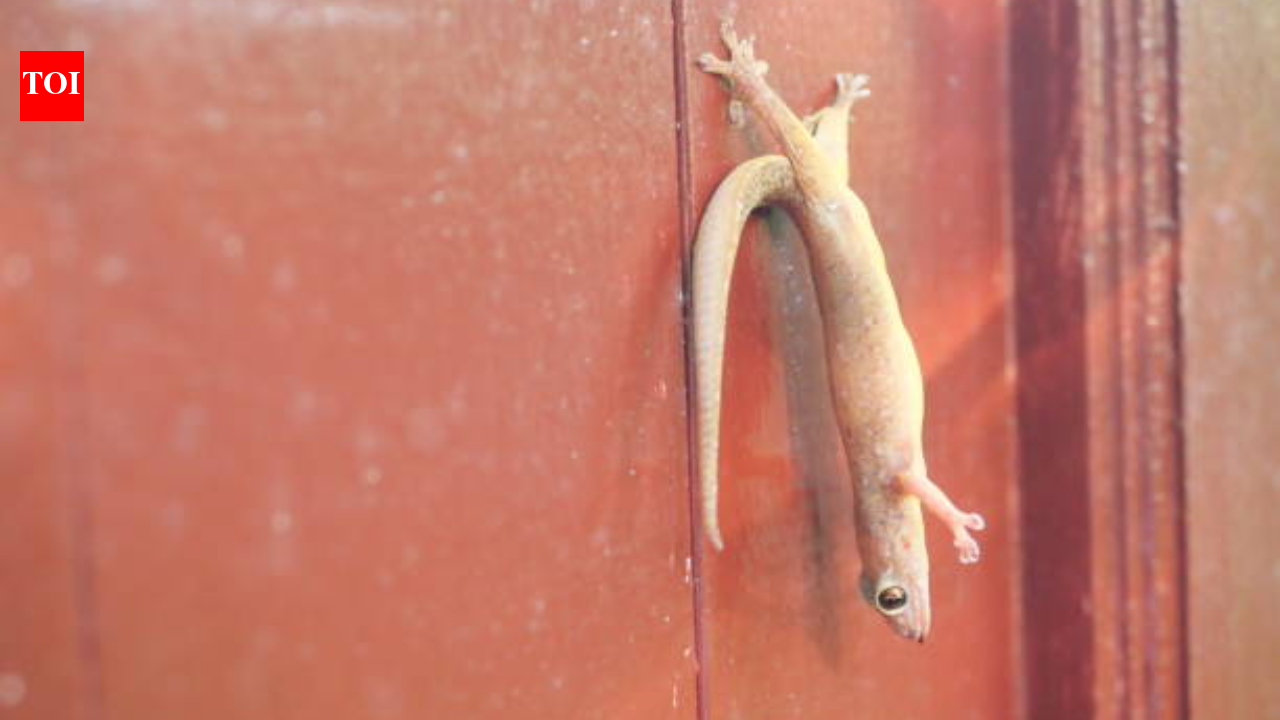 Scared of lizards? These 3 simple tricks will keep them away