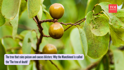 The tree that rains poison and causes blisters: Why the Manchineel is called the 'The tree of death'