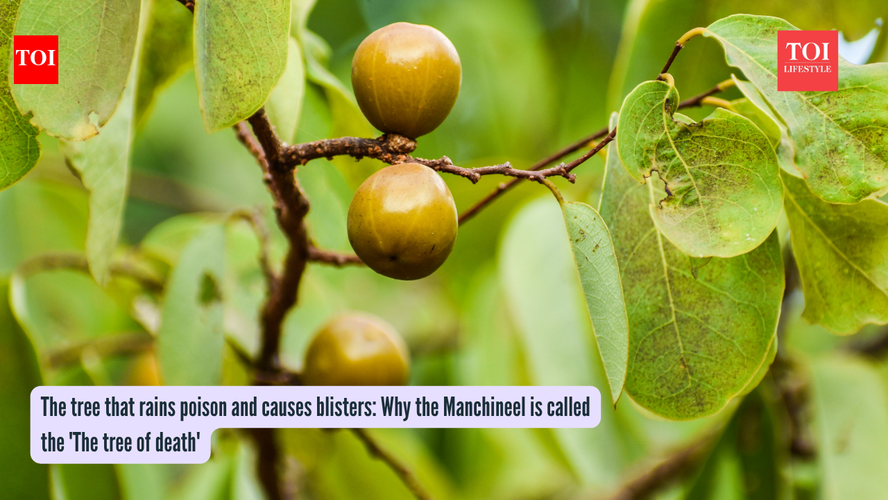 The tree that rains poison and causes blisters: Why the Manchineel is called the 'The tree of death'