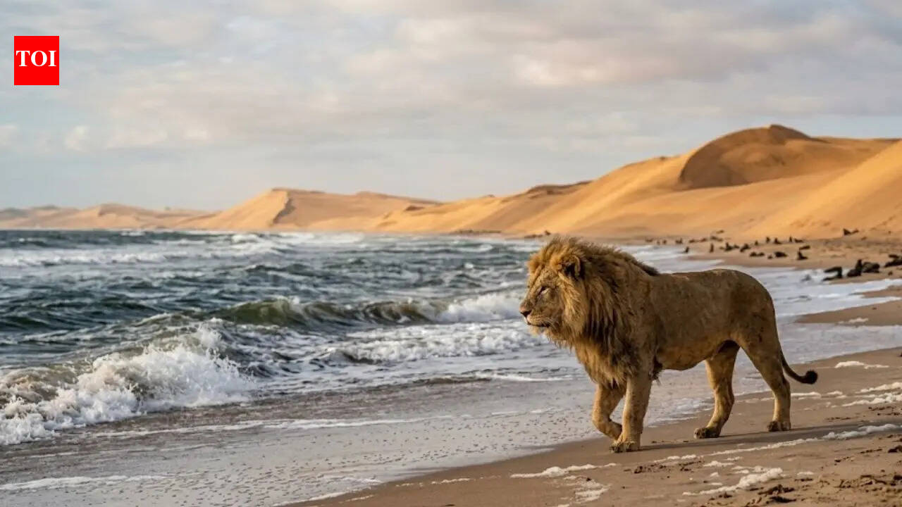 Why desert lions are moving to the Namibian coast and turning into marine hunters