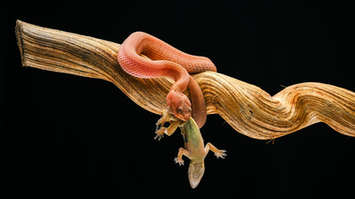 Why some snakes evolve simpler venom instead of complex mixtures and ...