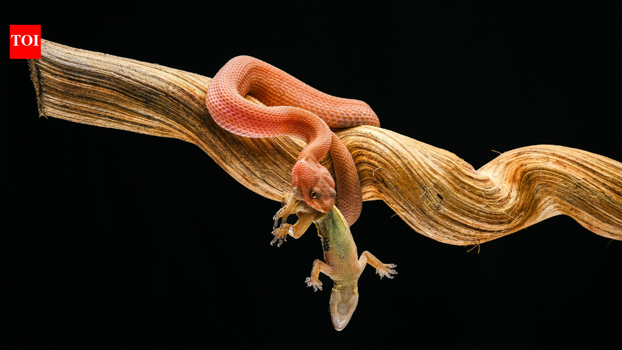 Why some snakes evolve simpler venom instead of complex mixtures and still become more efficient hunters