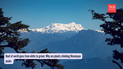 Roof of world goes from white to green: Why are plants climbing Himalayan peaks