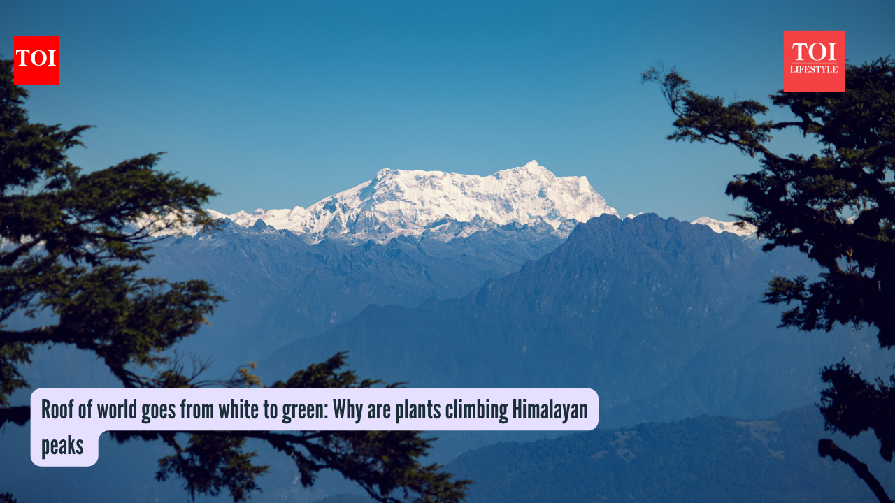 Roof of world goes from white to green: Why are plants climbing Himalayan peaks