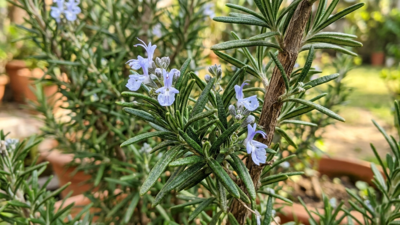 Why your rosemary always dies (and the soil fix you need)