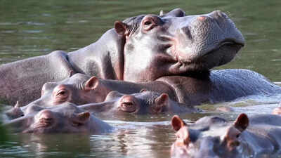 Vantara offers to take 80 Colombian hippos facing death
