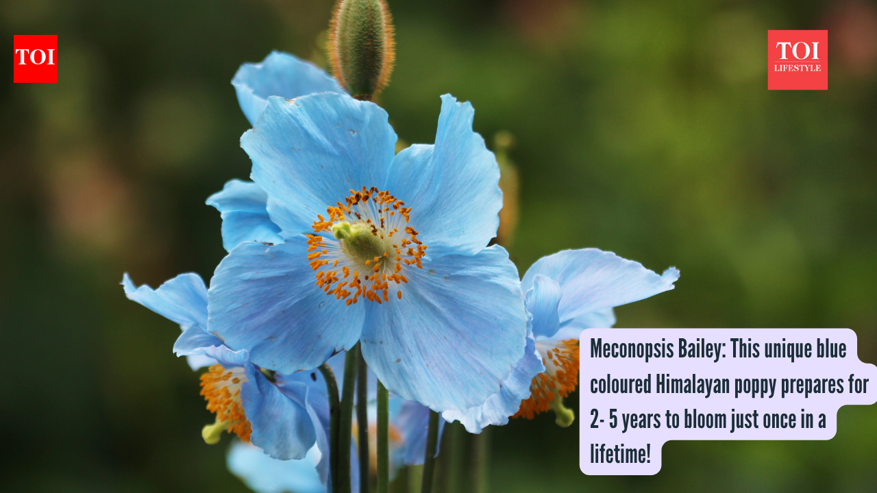Meconopsis Bailey: This unique blue coloured Himalayan poppy prepares for 2- 5 years to bloom just once in a lifetime!