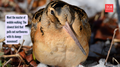 Meet the master of wobble walking: The slowest bird that pulls out earthworms with its dumpy movement!