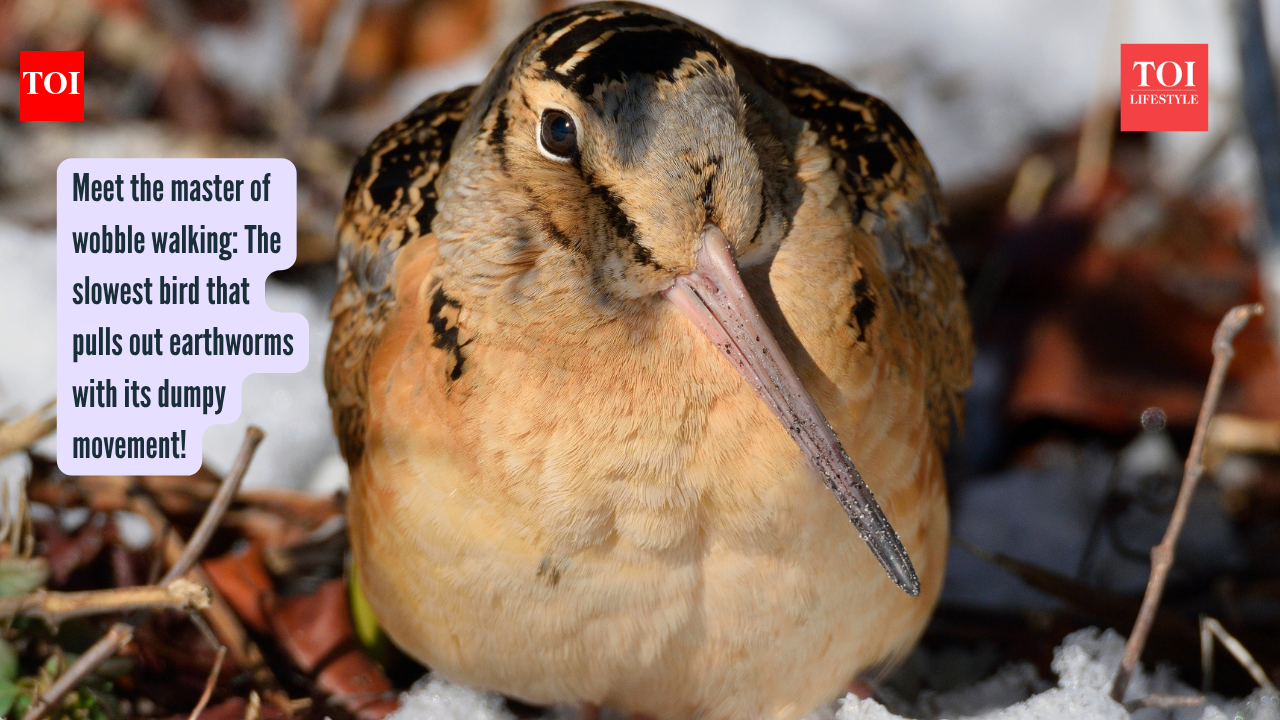 Meet the master of wobble walking: The slowest bird that pulls out earthworms with its dumpy movement!