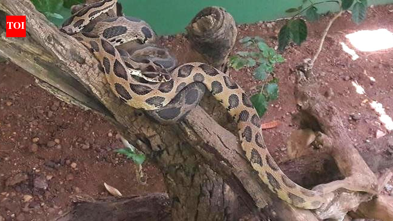 Katraj Snake Park, India: 10 things no one tells you about this tourist destination