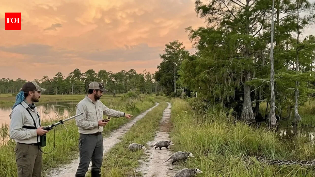 How a common possum is helping scientists take down invasive 13-foot pythons from the wild