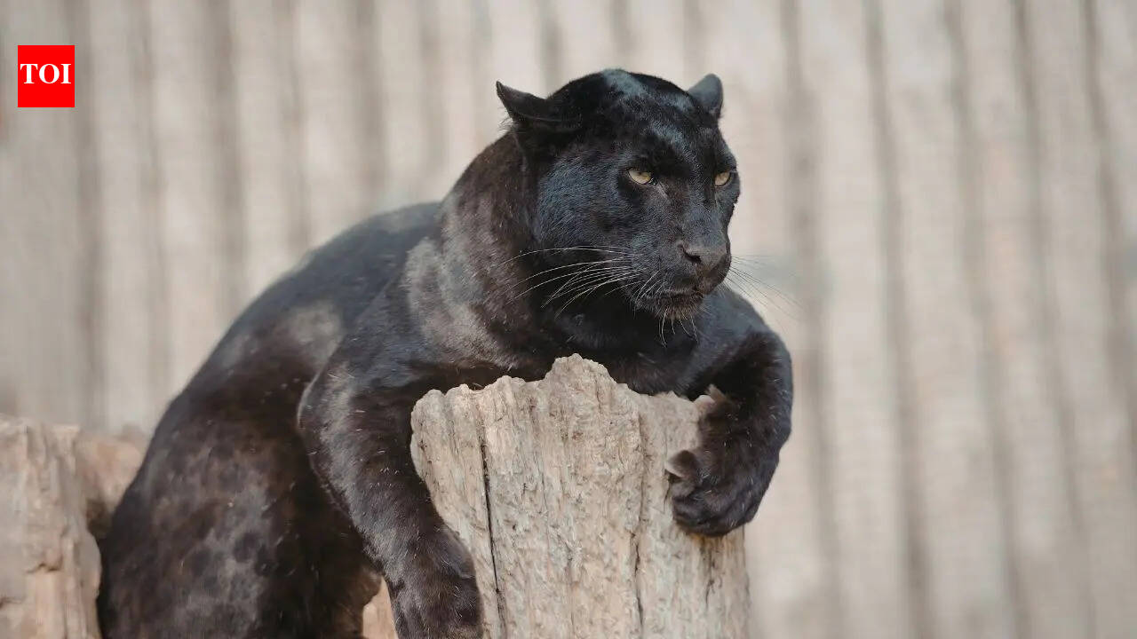 Top 10 wildlife sanctuaries in India to spot the Black Panther: From Kabini Wildlife Sanctuary to Pench National Park