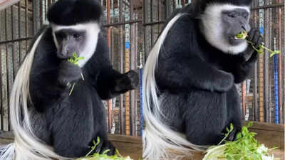 Asahiyama Zoo incident: Japan worker tells police he burned wife's body in incinerator