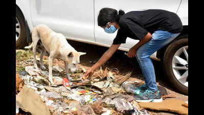 Corp plans stray dog rehab in 4 pvt homes, 40/day for one