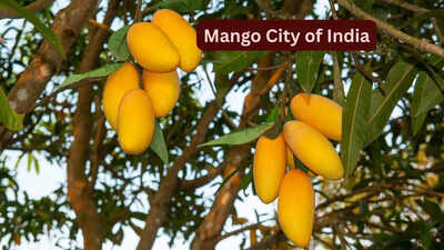 Why May is the best time to visit the “Mango City of India” and how to reach here