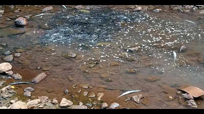 Save Mookambika sanctuary campaign picks up momentum