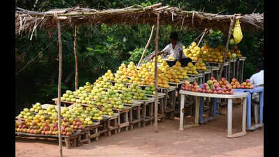Adverse climate deals heavy blow to mango farmers in North AP