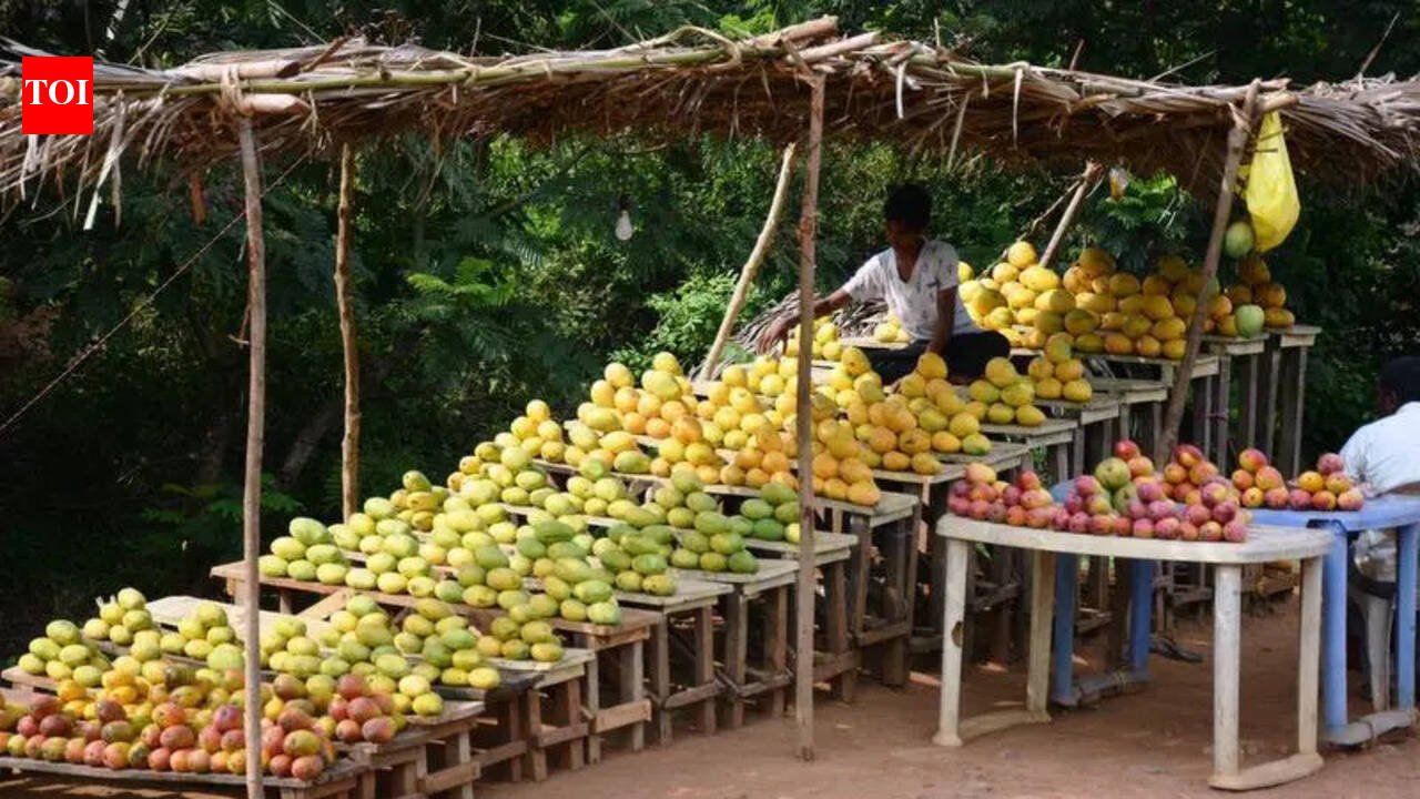 Adverse climate deals heavy blow to mango farmers in North AP ...