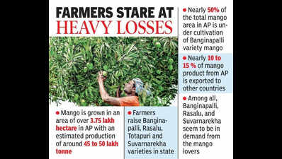 Adverse climate deals heavy blow to mango farmers in North AP