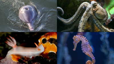 Strange animal sex facts you probably didn't know about