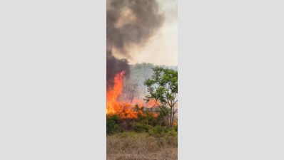 Nilgiris Forest Fire: How Exotic Tree Removal and New Tech Prevent Future Blazes