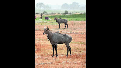 Over 3,000 nilgai killed to curb crop damage
