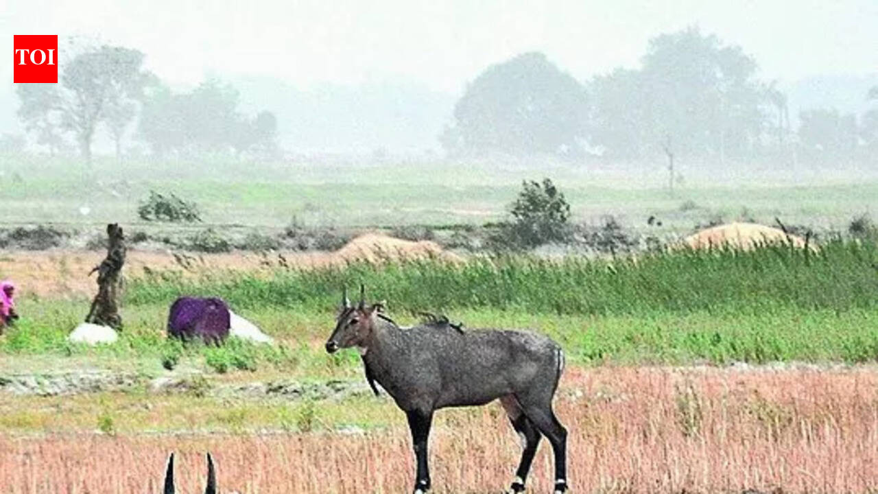 Over 3,000 nilgai killed to curb crop damage
