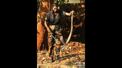 Snake relocation harms ecology and reptiles, say experts