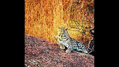 HC stays all construction, mining activities in Jawai leopard habitat