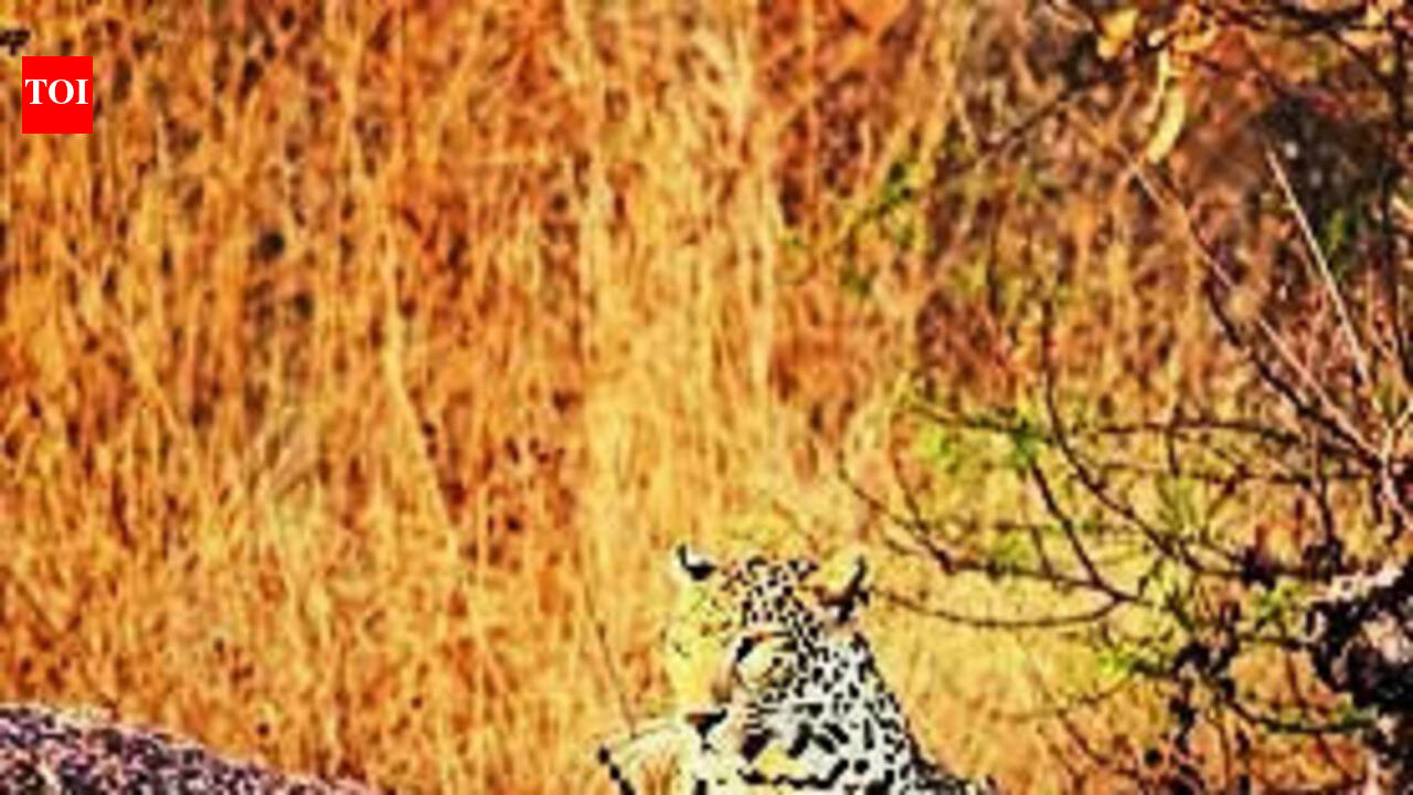 HC stays all construction, mining activities in Jawai leopard habitat