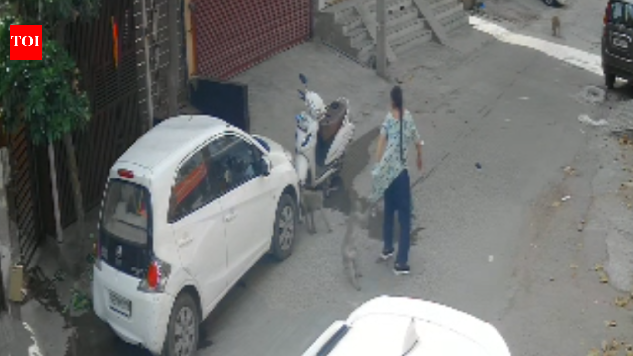 Woman chased, attacked by monkeys in Faridabad; sparks panic among locals