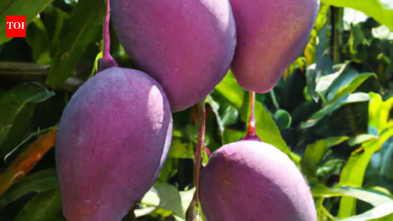 The rare Miyazaki mango worth more than gold: How a Bihar farmer cracked Japan's most expensive secret (ideal conditions to grow the mango tree)