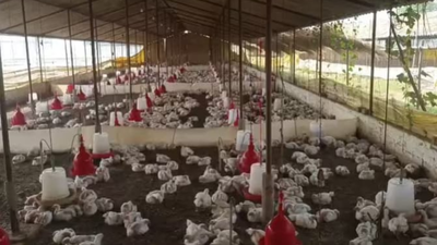 Loud DJ music kills 140 chickens in UP's Sultanpur; case filed against operator