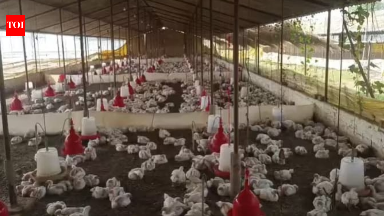 Loud DJ music kills 140 chickens in UP's Sultanpur; case filed against operator