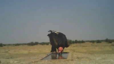 Rajasthan to conduct wildlife census at 100 plus waterholes on May 1–2