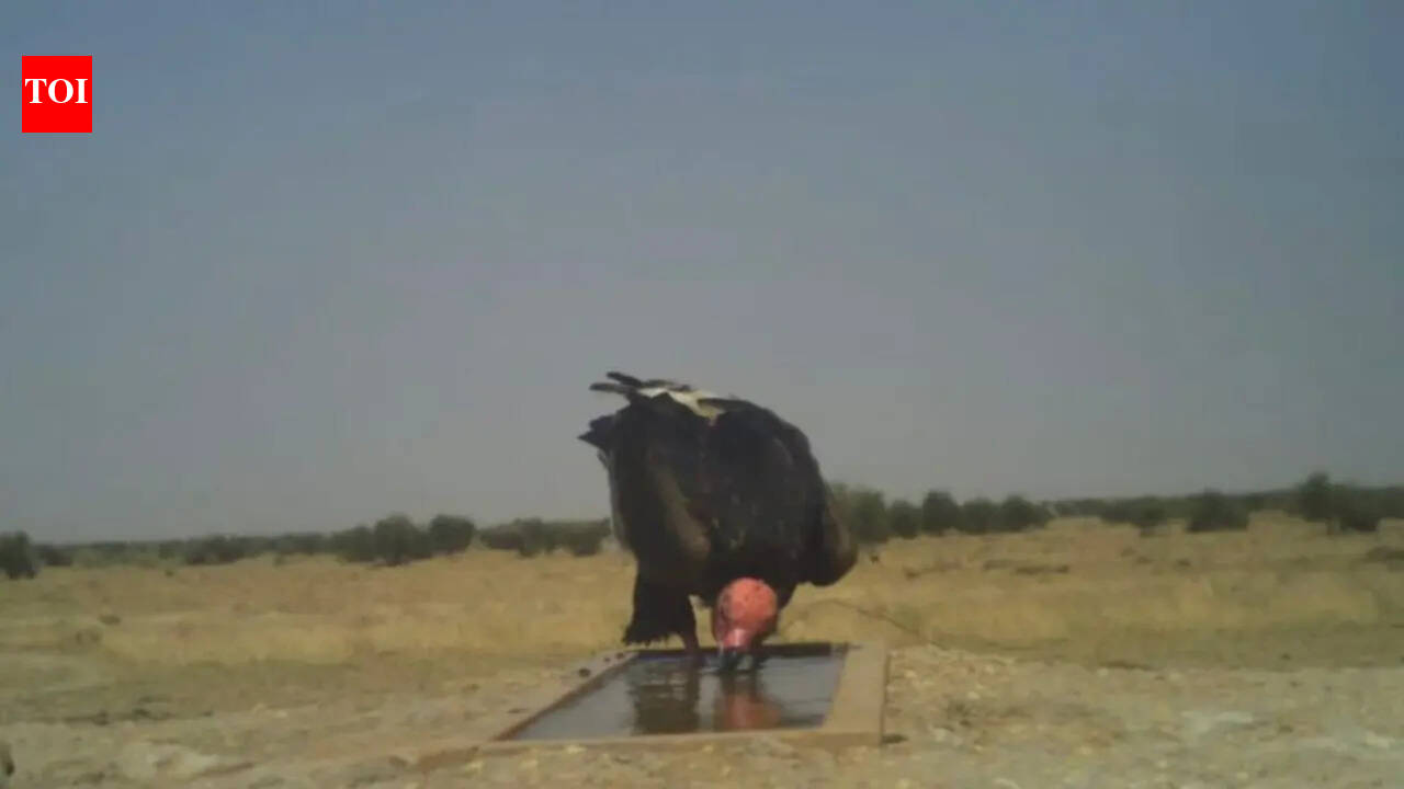 Rajasthan to conduct wildlife census at 100 plus waterholes on May 1–2