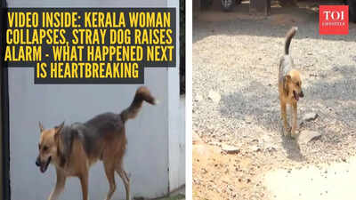 Video inside: Kerala woman collapses, stray dog ​​raises alarm - what happened next is heartbreaking