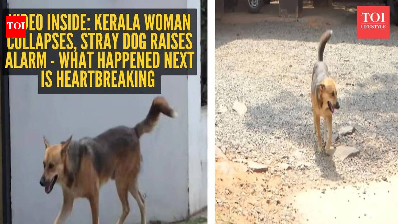 Video inside: Kerala woman collapses, stray dog raises alarm - what happened next is heartbreaking