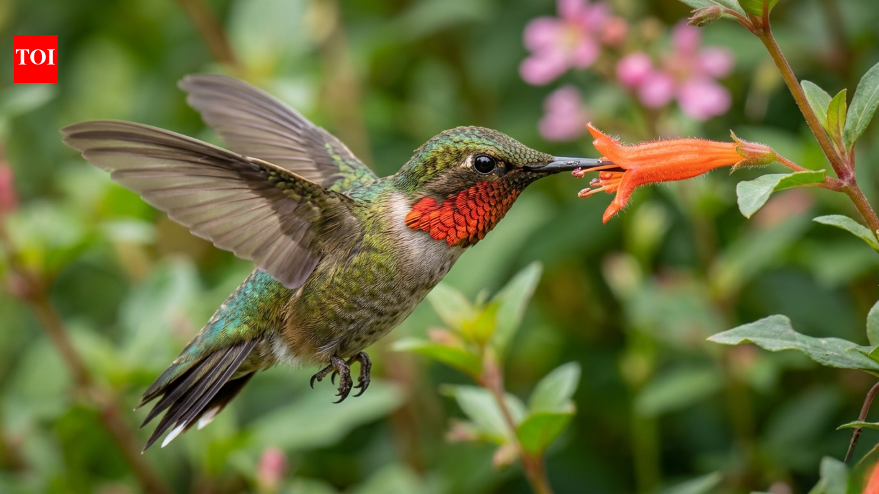 Stop guessing: This live tracker shows exactly where hummingbirds are right now