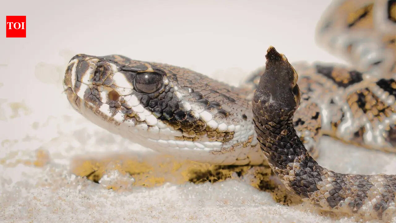 How king cobra, pythons and other venomous snakes get their scientific names: The shocking process behind hidden naming rules