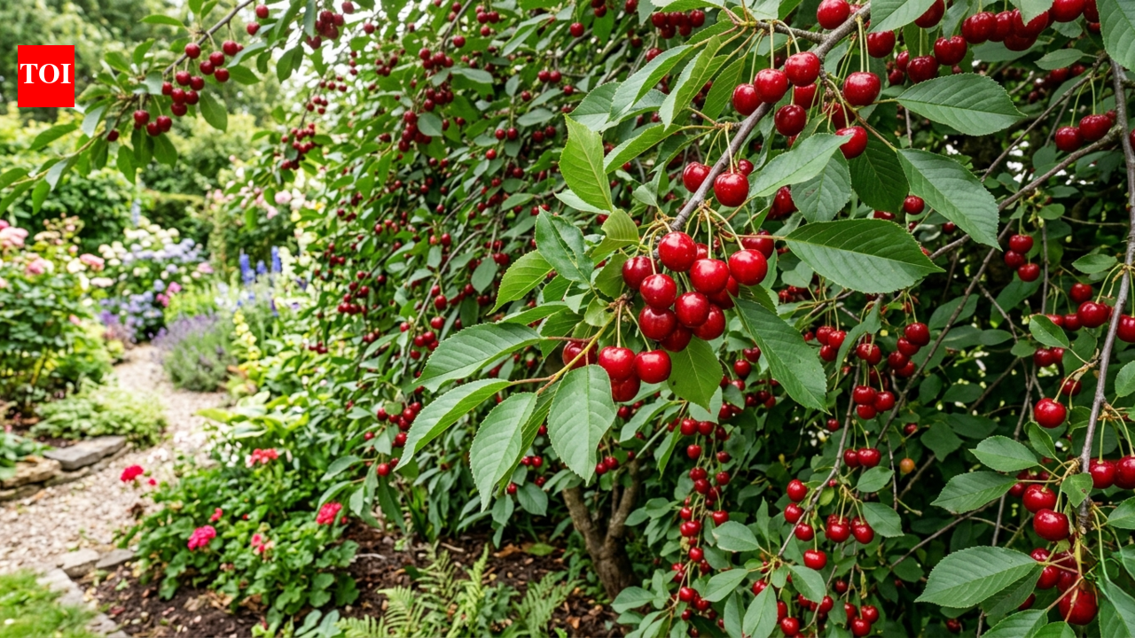 Forget the fence: 7 beautiful fruit trees that double as privacy screens